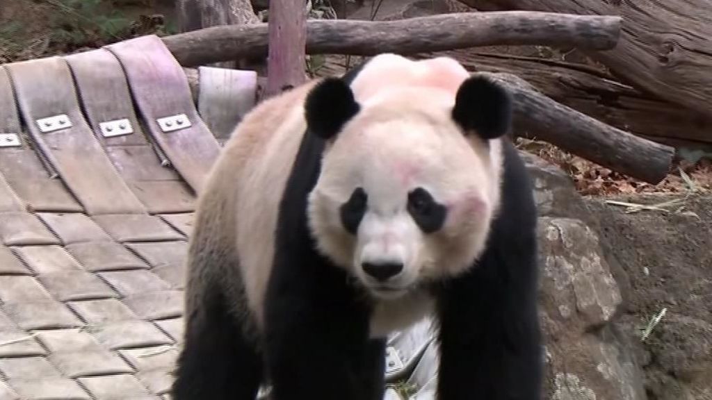 Washington se despide de su último ejemplar de panda