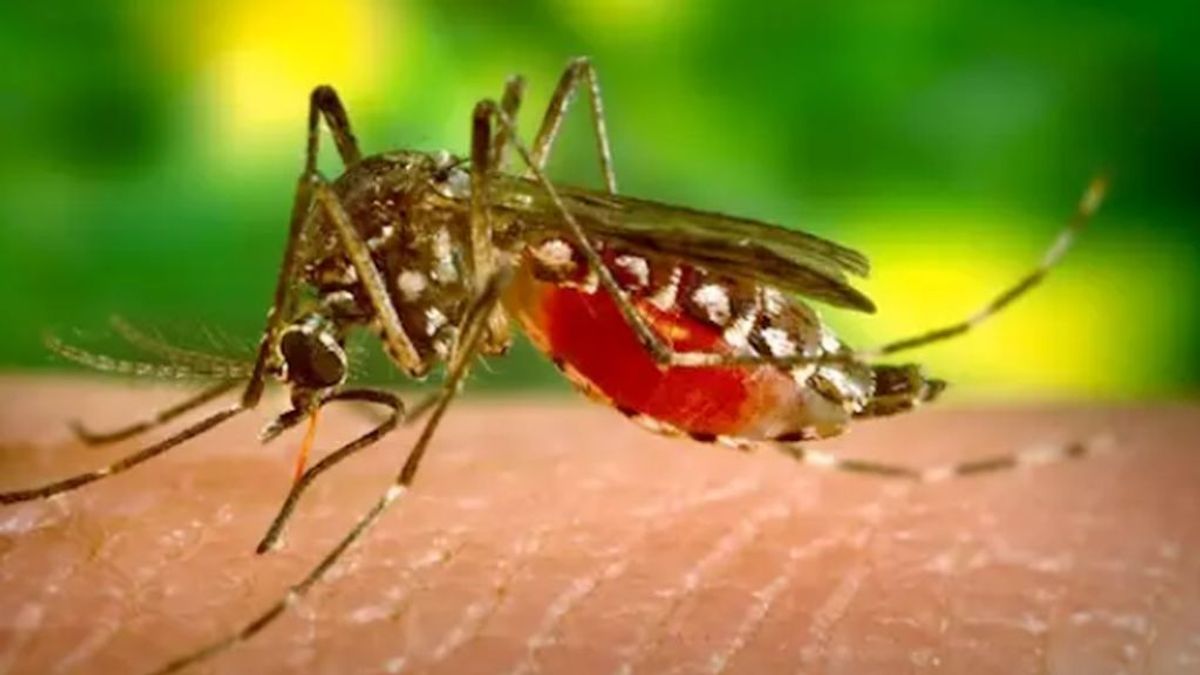 El mosquito amenaza a Europa con la ayuda de la globalización: el dengue y el zika se extienden
