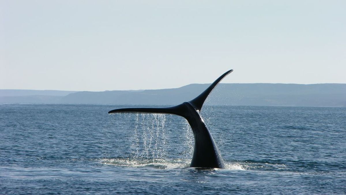 Una ballena azul expulsa un líquido amarillo brillante en la costa de Australia