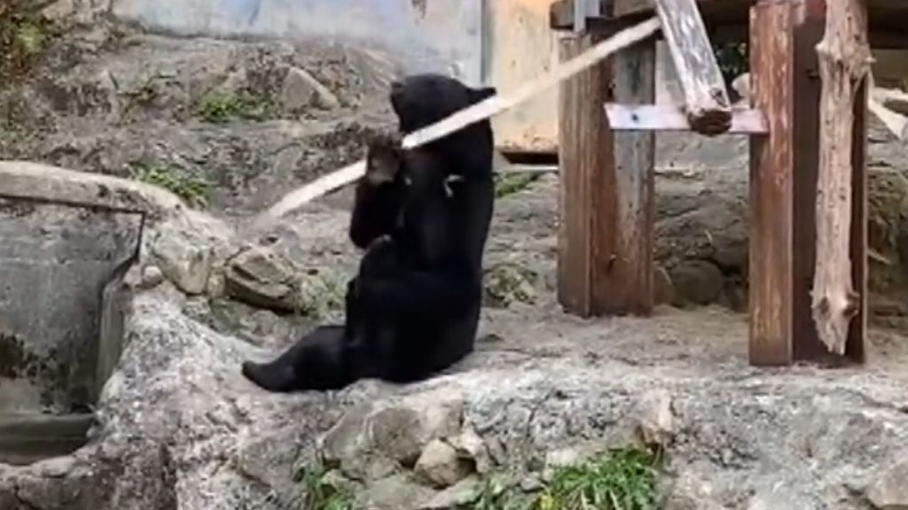 Sorprenden a un oso haciendo increíbles malabares en un zoológico de Japón