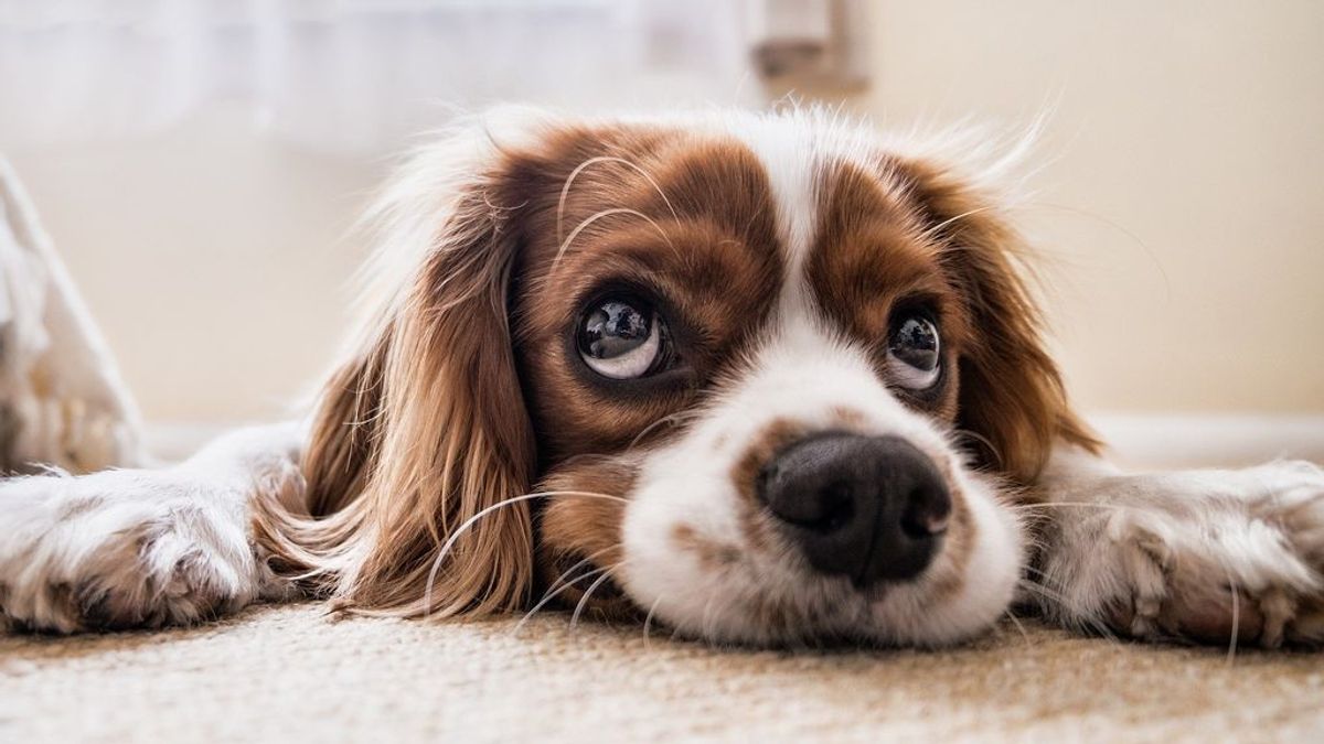 Así se calcula la edad humana de los perros según una nueva fórmula científica