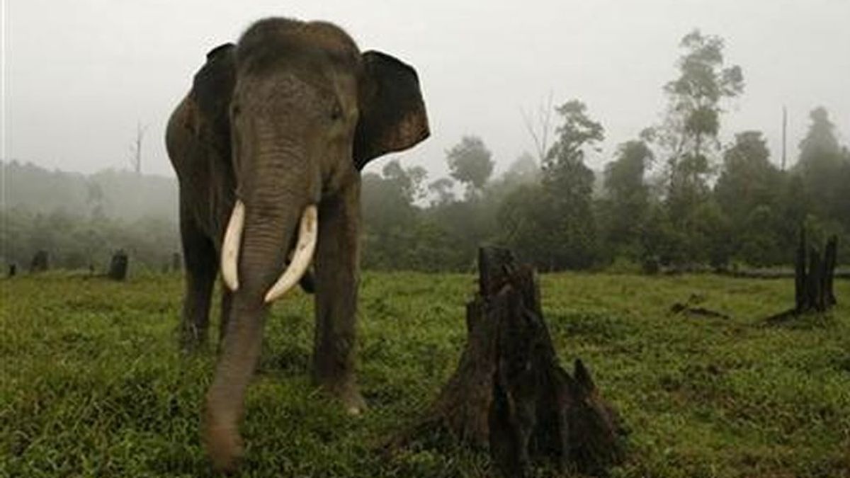 Encuentran un elefante de Sumatra decapitado y sin colmillos en Indonesia