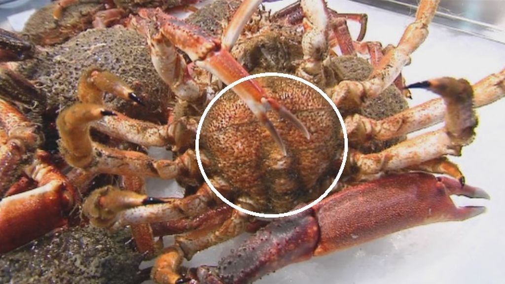 Diferencias entre el centollo y la centolla en su caparazón