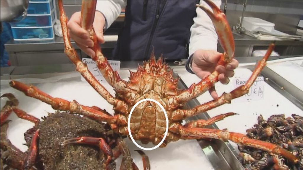 Diferencias entre el centollo y la centolla en su caparazón