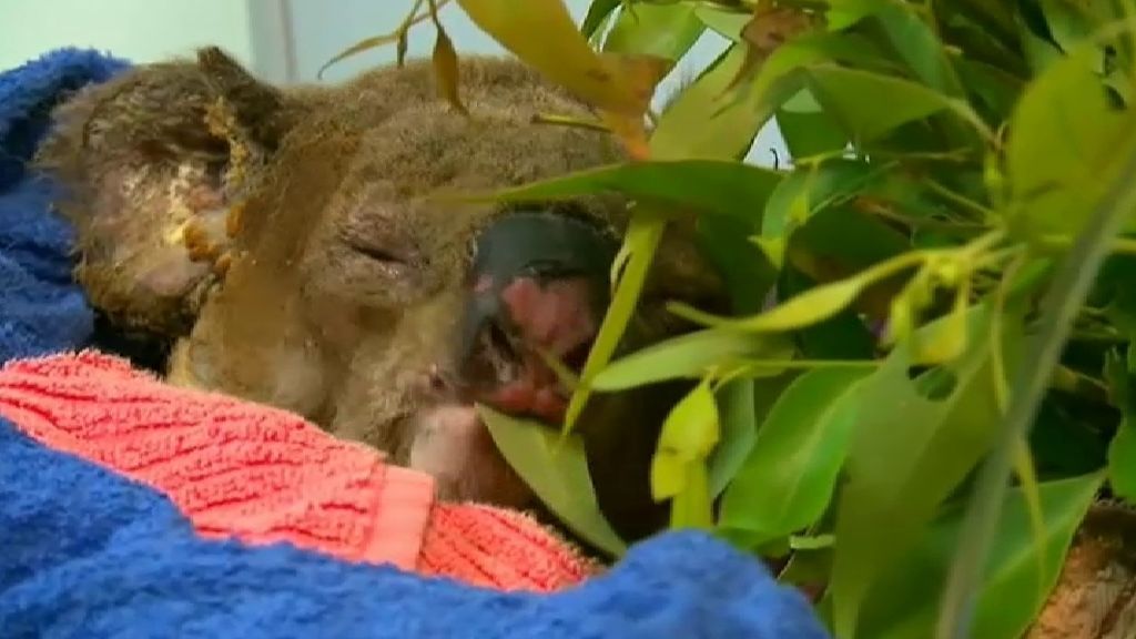 El koala rescatado del fuego en Australia se recupera en el hospital