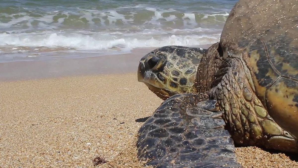 El sorprendente descubrimiento de una mujer: una tortuga marina, totalmente perdida, llama a su puerta