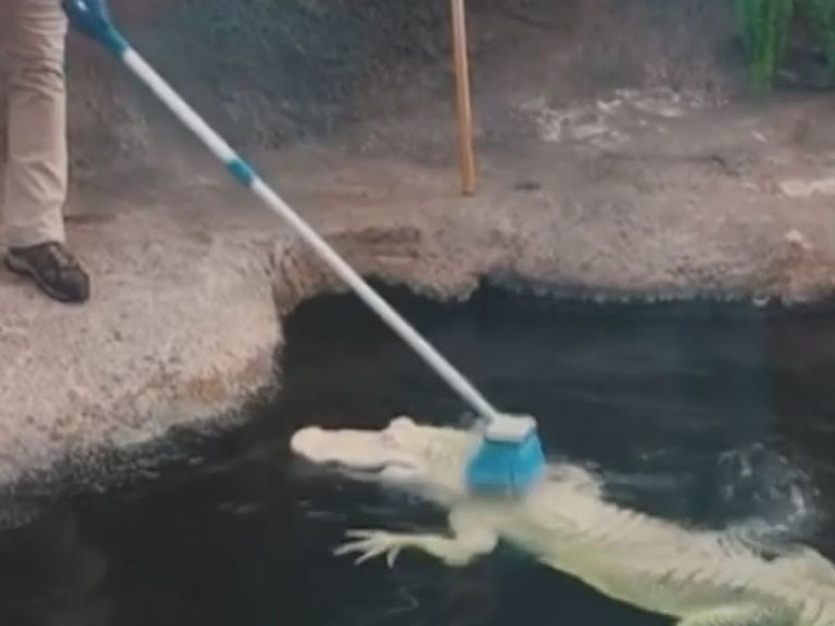 Un cocodrilo albino del zoo de Carolina del Norte disfruta de momento  favorito del día, la hora del baño