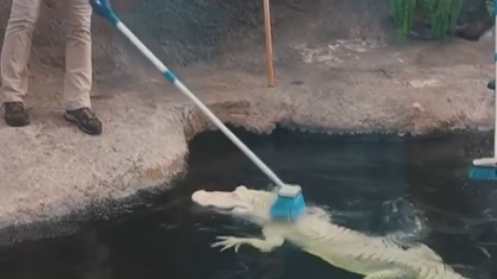 Un cocodrilo albino del zoo de Carolina del Norte disfruta de su momento favorito del día, la hora del baño