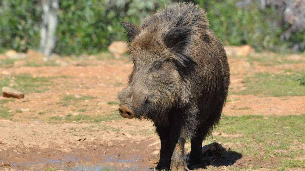 Trece afectados por un brote de triquinosis tras comer carne de jabalí de una cacería Trece afectados por un brote de triquinosis tras comer carne de jabalí de una cacería