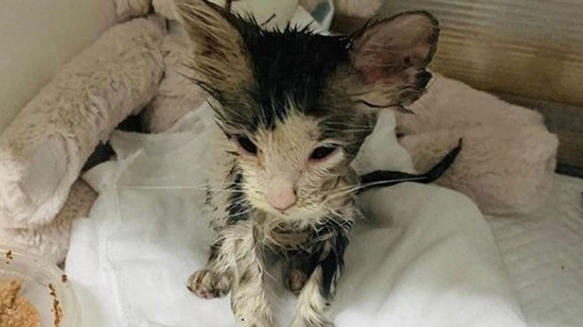 Palomita, la gata de solo 1 mes que lucha por su vida: fue rescatada con el cuerpo entero lleno de pegamento