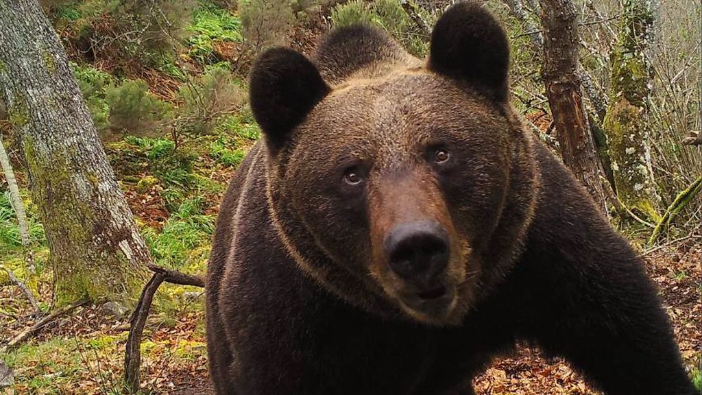 Oso pardo FAPAS
