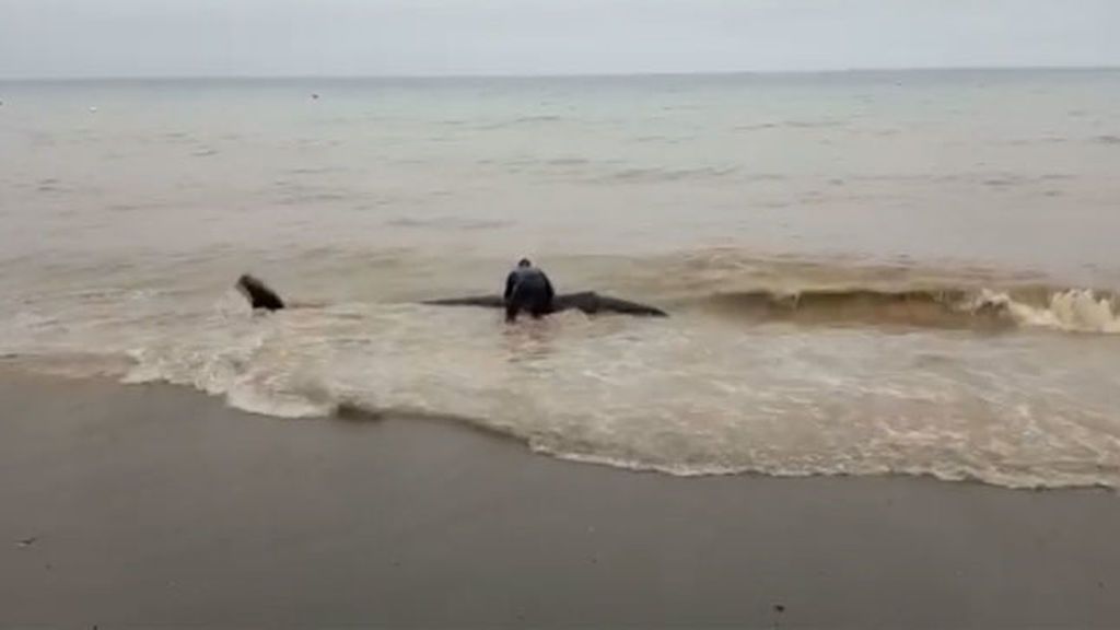 Un vecino de Málaga salva de morir varada a una ballena