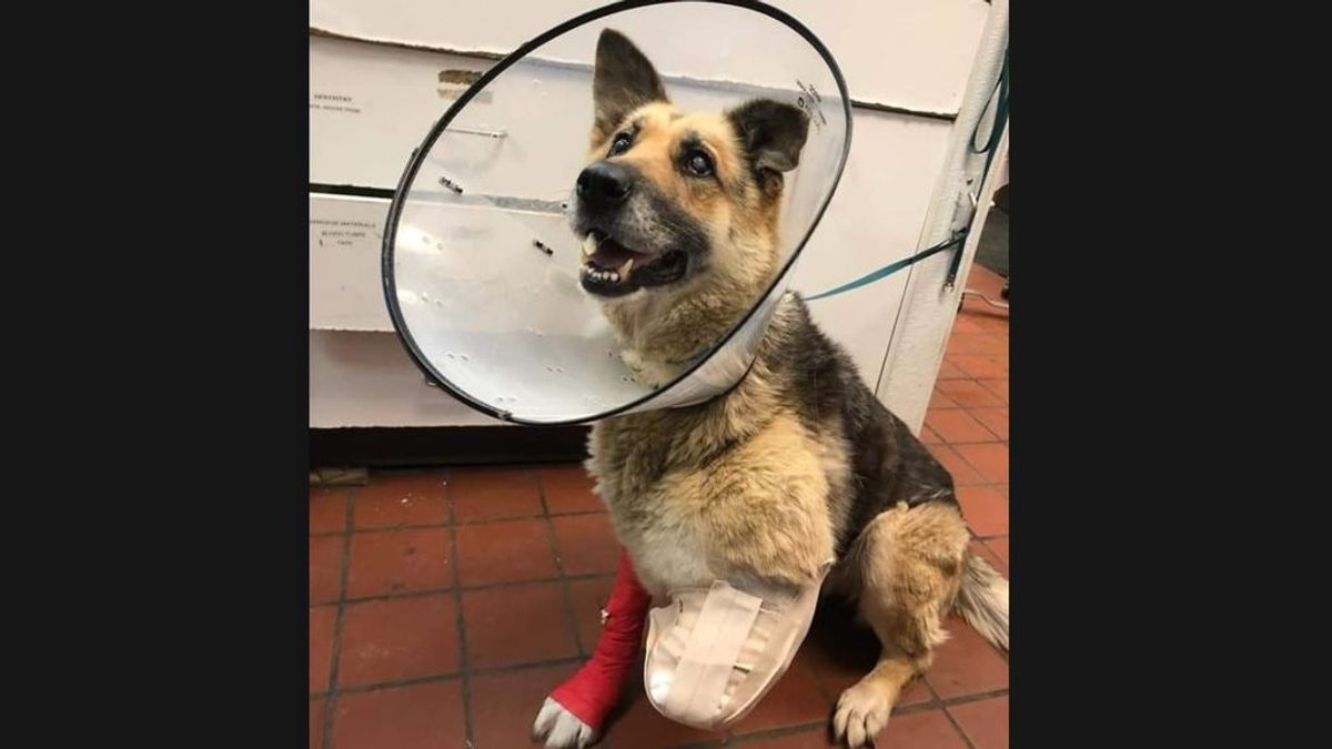 El dueño de Zoe, acusado de maltrato animal: el perro intentó comerse su propia pata al no tener comida ni agua