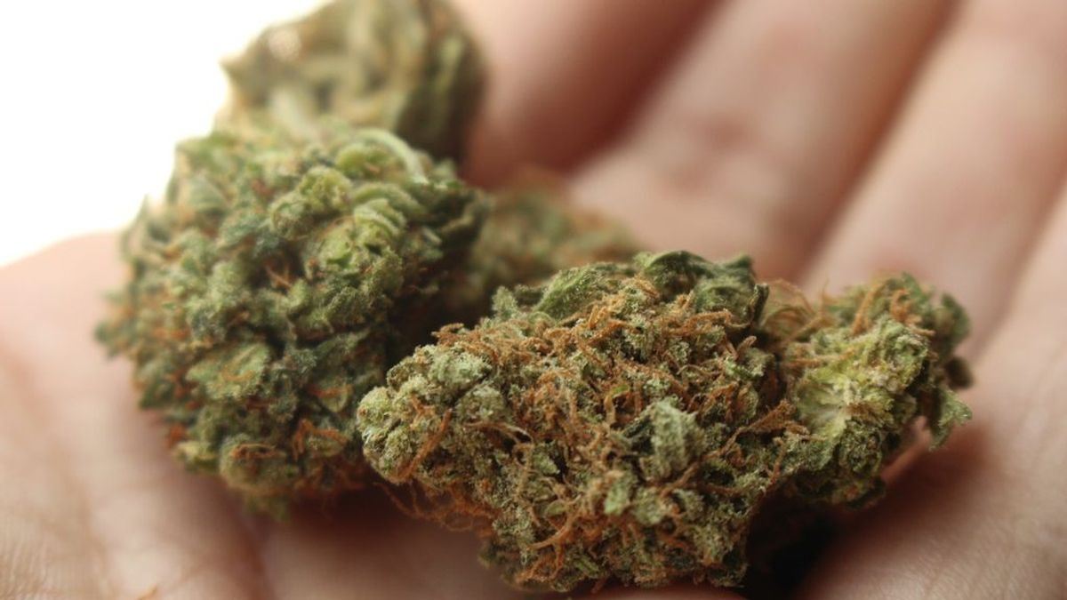 Se busca fumador de cannabis: una empresa paga 2600 euros al mes por probar y calificar su marihuana