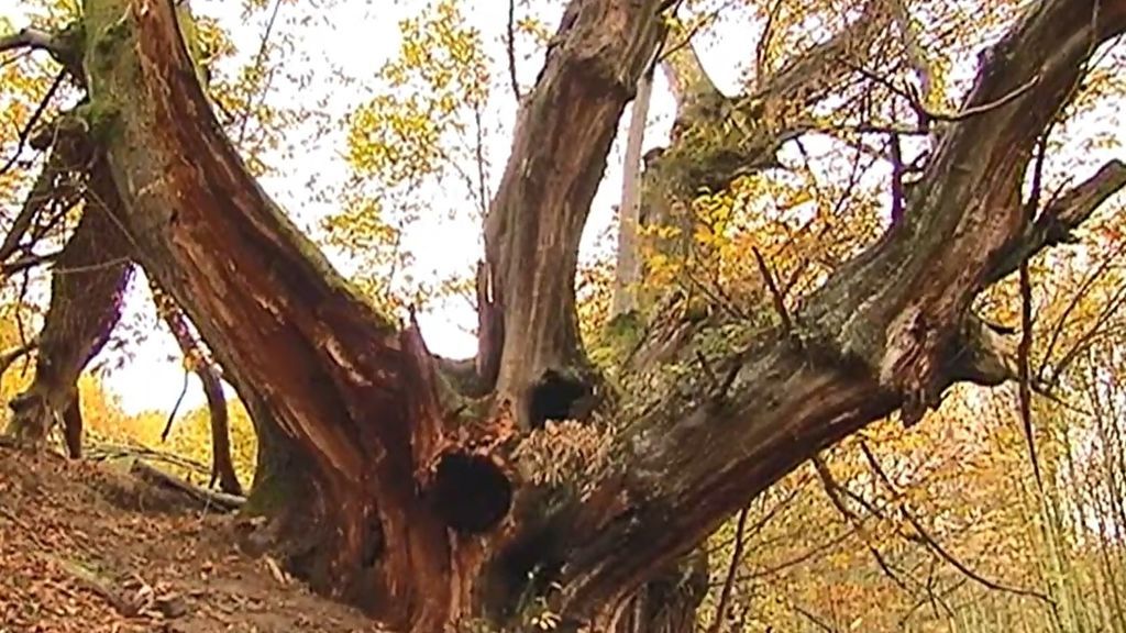 El fuerte viento daña gravemente El campano: el castaño más grande de España con 800 años