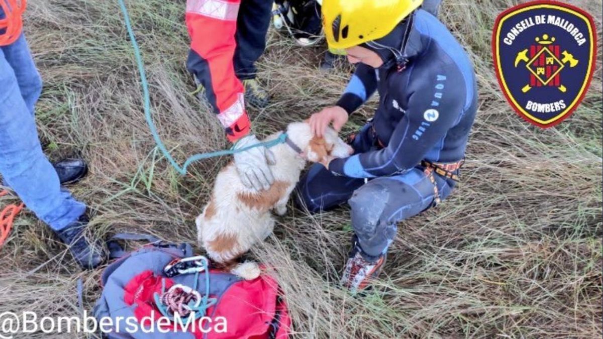 Bomberos de Mallorca rescatan a un perro atrapado en un coche que había caído a un torrente