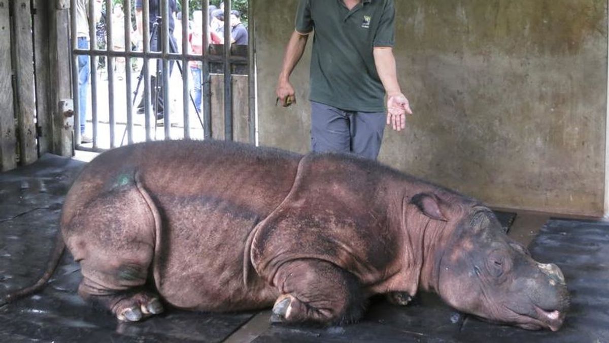 Fallece Imam, la última rinoceronte de Sumatra de Malasia
