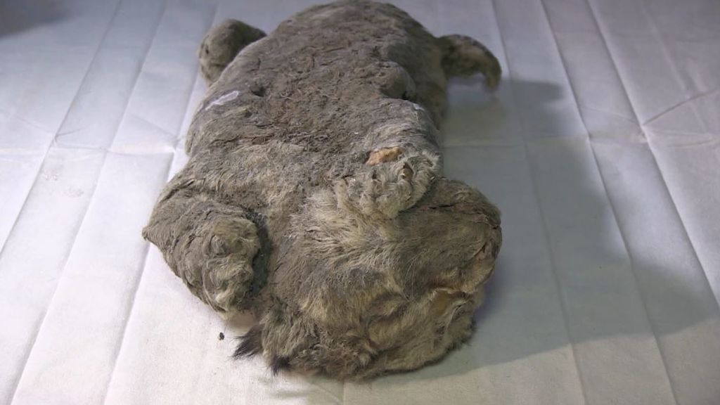 El león de las cavernas, 50.000 años después