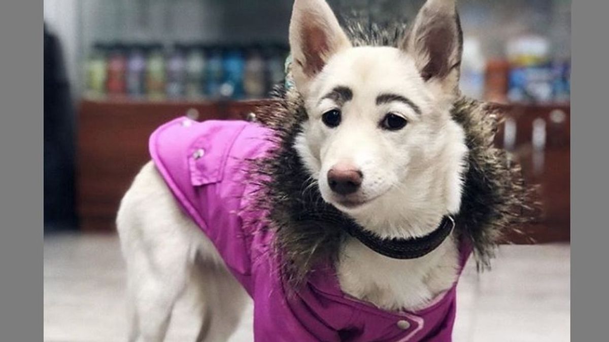 Betty, la perra de cinco meses que no quisieron adoptar por sus peculiares cejas