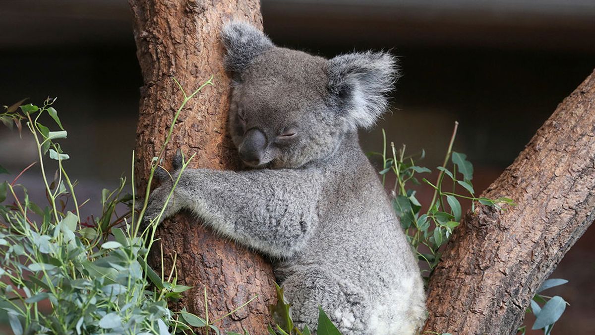 Los incendios de Australia, el jaque mate definitivo para los koalas, por Cecilia Encinas