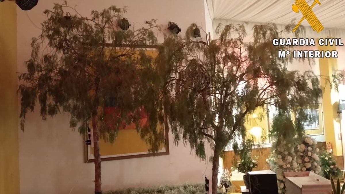 Investigan a un hombre por talar árboles para decorar un salón de bodas en Almería