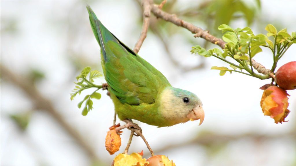 Loro estudiado