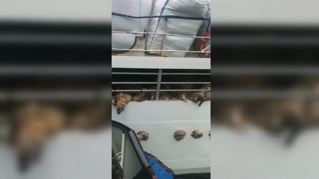 El complicado rescate de 14.000 ovejas de un barco que volcó en el mar Negro