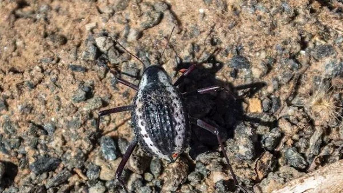 Los escarabajos de Namibia inspiran una nueva técnica para obtener agua en el desierto