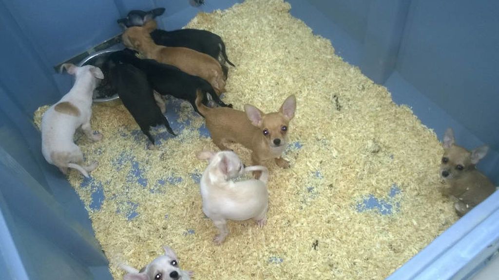 Cárcel para los dueños de una tienda de mascotas Cárcel para los dueños de una tienda de mascotas