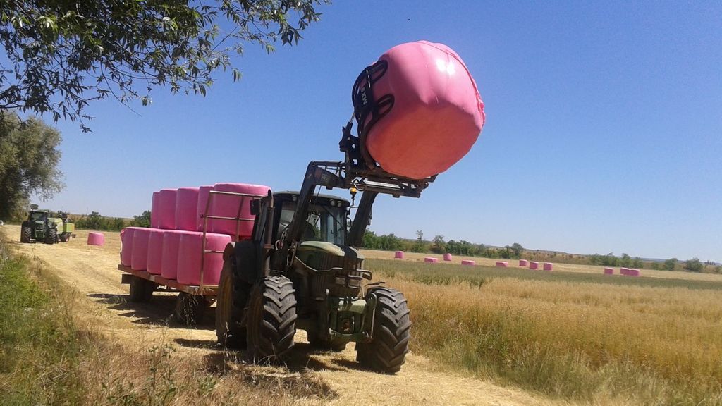 Los campos de Cantabria se tiñen de rosa por el cáncer de mama Los campos de Cantabria se tiñen de rosa por el cáncer de mama