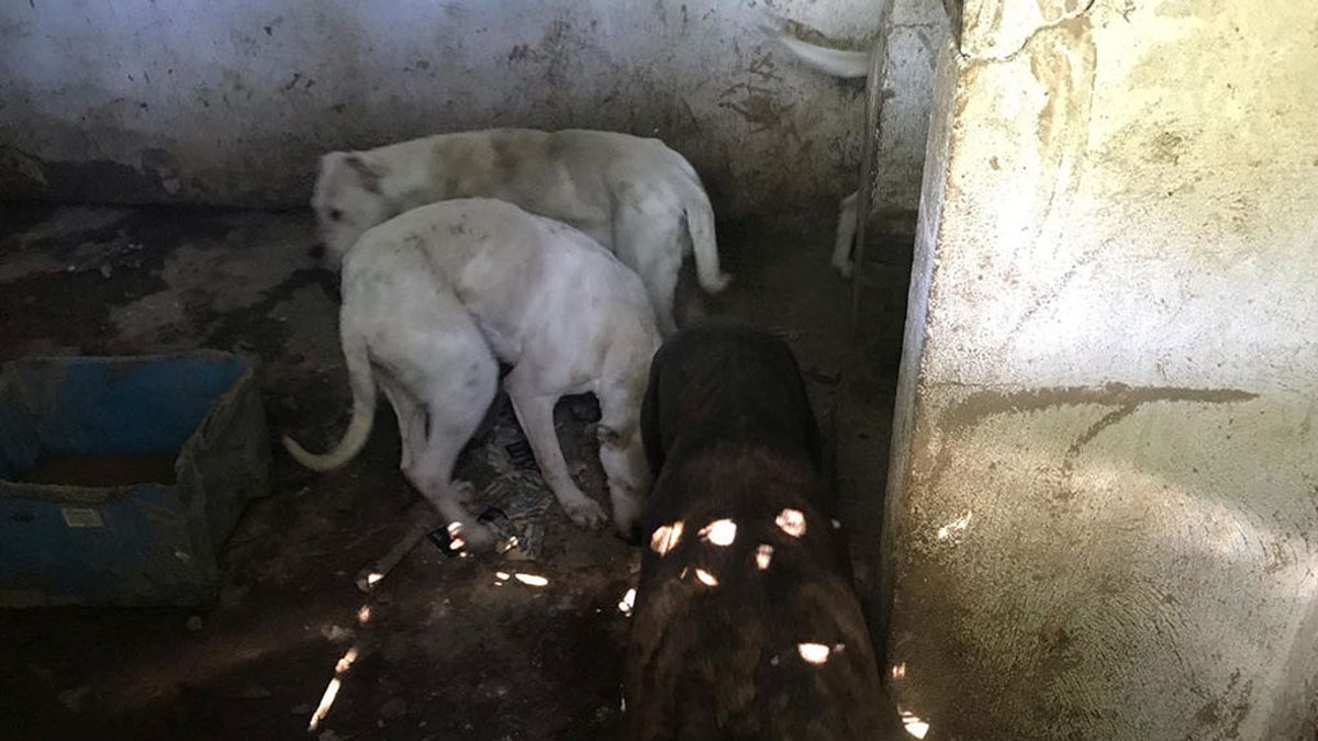 Condenado a 13 meses de cárcel por maltratar a 40 perros usados ilegalmente en realas