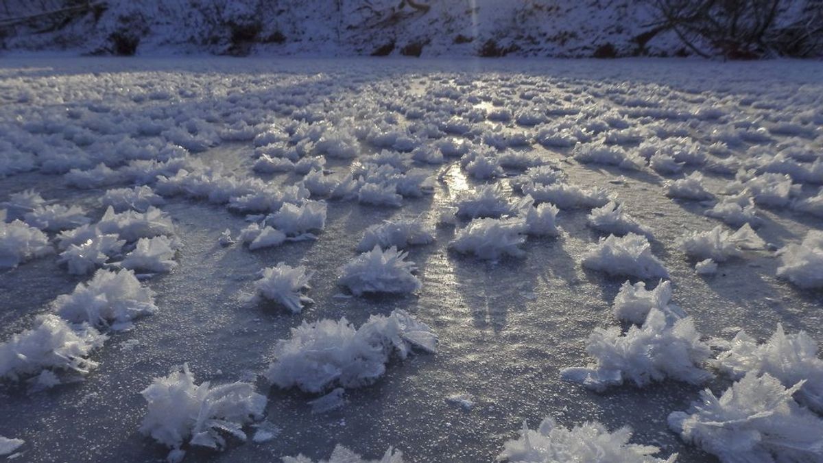 Espectáculo invernal: cómo se crean las flores de hielo sobre aguas heladas