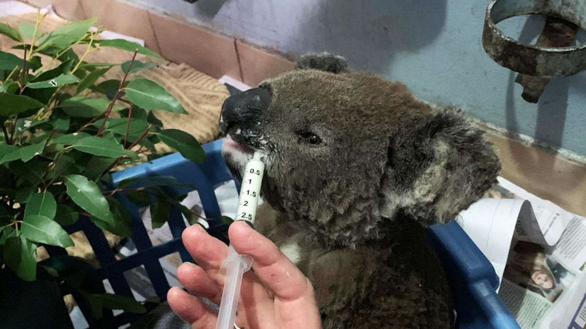 Muere Lewis, el koala que conmovió al mundo con su rescate de los incendios de Australia Muere Lewis, el koala que conmovió al mundo con su rescate de los incendios de Australia