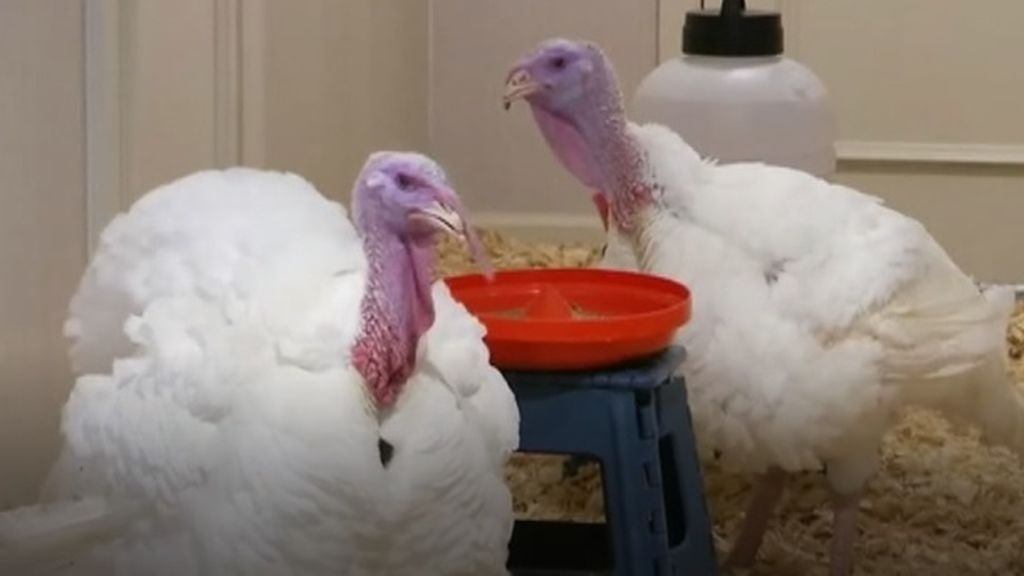 Trump indulta a 'Pan' y 'Mantequilla', dos pavos muy afortunados