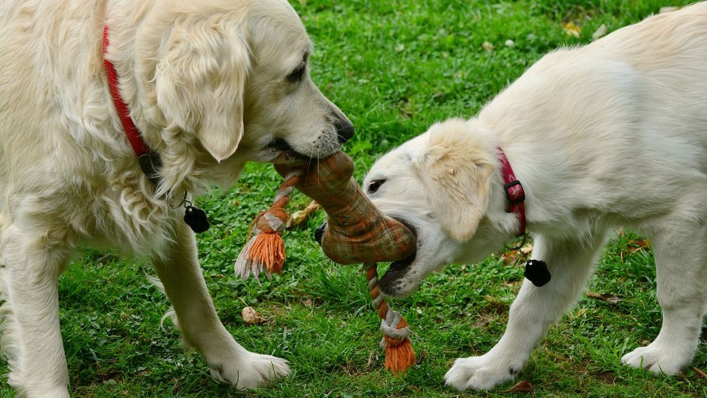 Gana 33.000 euros al año por cuidar a dos Golden Retriever