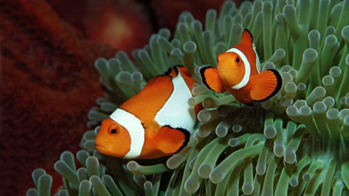 Perdemos a Nemo: el pez no se adapta al cambio climático