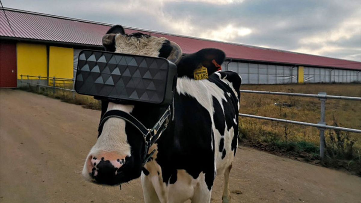 Las vacas rusas prueban gafas de realidad virtual para reducir los niveles de ansiedad Las vacas rusas prueban gafas de realidad virtual para reducir los niveles de ansiedad