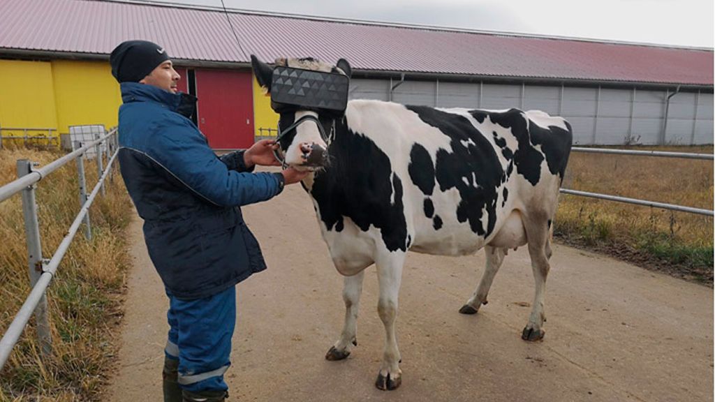 Ganadero con una de las vacas incluidas en el proyecto