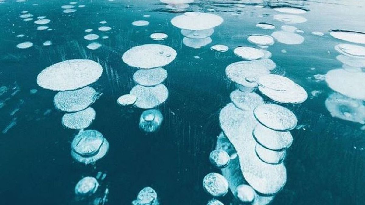 Nenúfares de hielo: cómo se crea el espectáculo invernal en los lagos