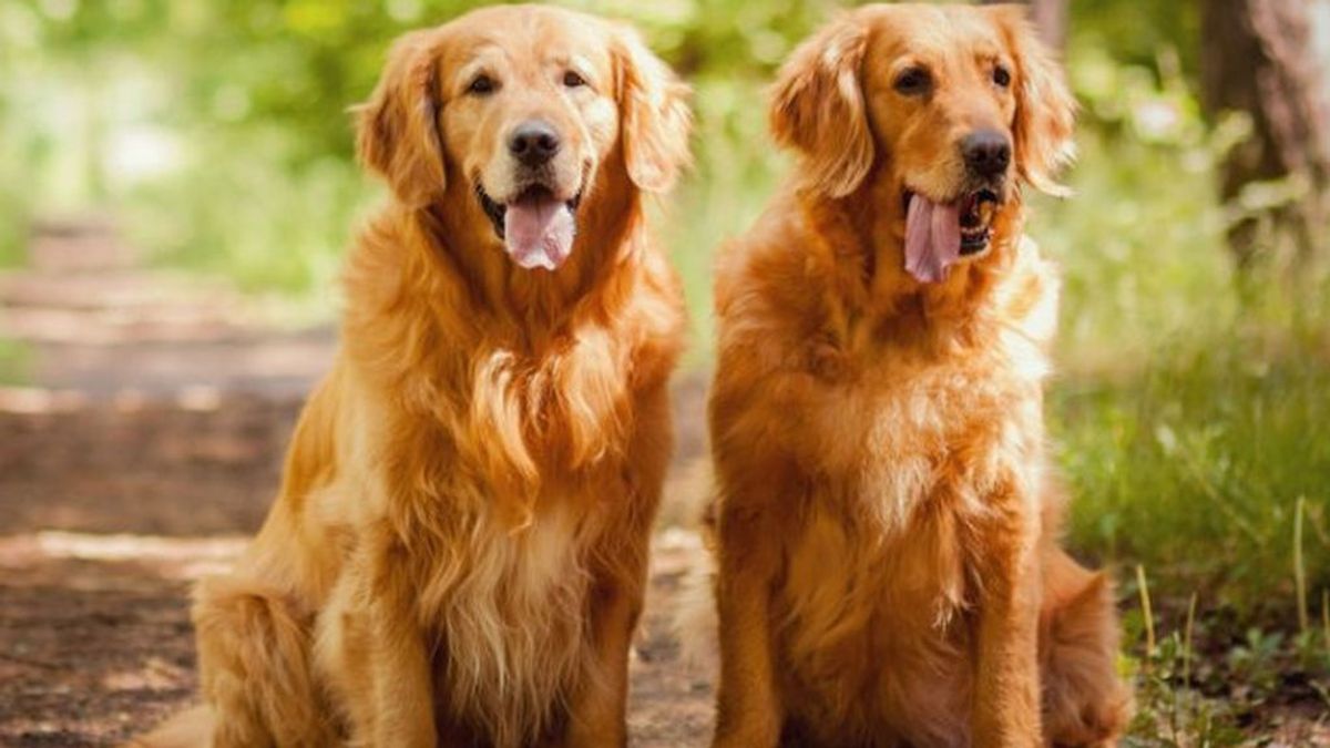 35.000 euros por cuidar a Milo y Oscar, 2 golden retrievers: el trabajo ideal para los amantes de los animales