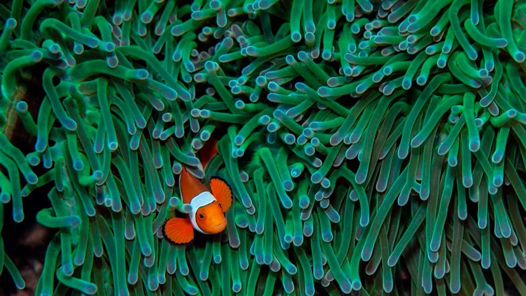 El pez de 'Buscando a Nemo' no podrá salvarse del cambio climático El pez de 'Buscando a Nemo' no podrá salvarse del cambio climático