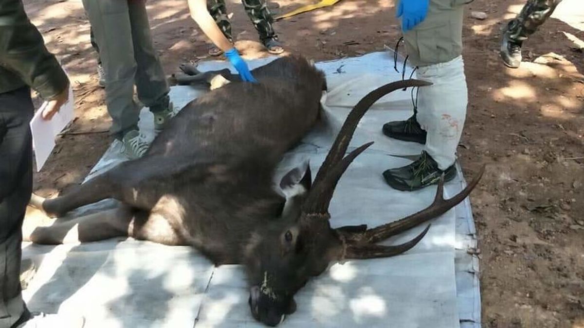 Encuentran un ciervo muerto con 7 kilos de plástico en su estómago