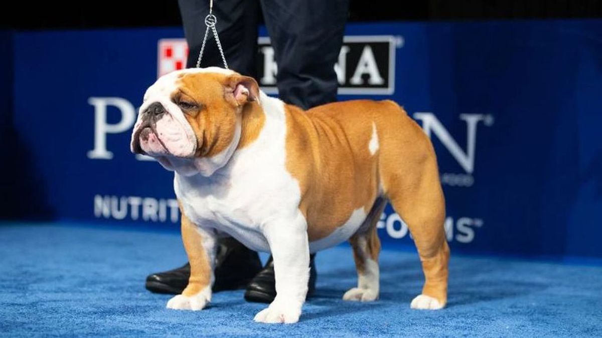 Un adorable bulldog llamado 'Thor' enamora en el National Dog Show