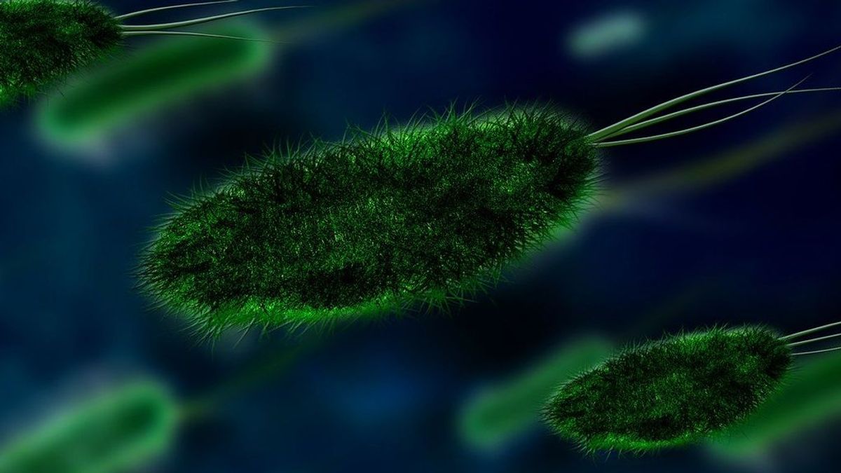 Un grupo de científicos crea una bacteria de E.coli que se alimenta de CO2 y lo convierte en carbono orgánico