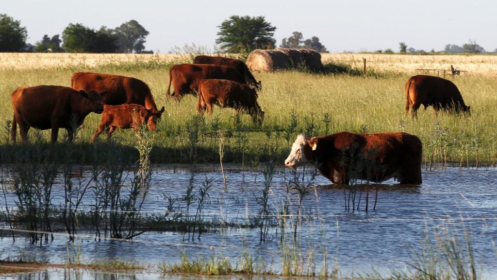 Argentina, carne de crisis ante el cambio climático Argentina, carne de crisis ante el cambio climático