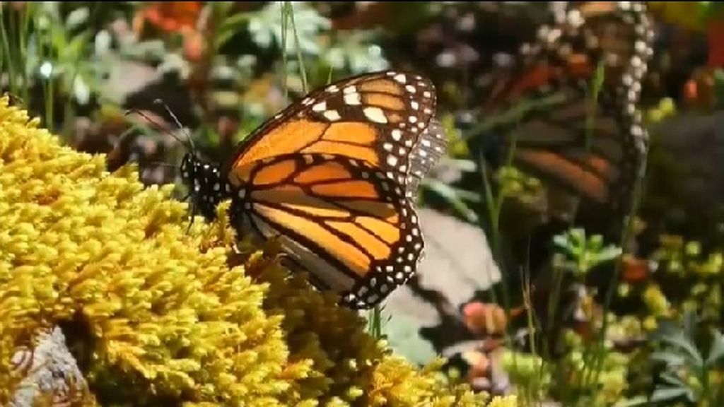 El fenómeno migratorio de las mariposas monarcas: millones de ellas llegan al santuario invernal en México