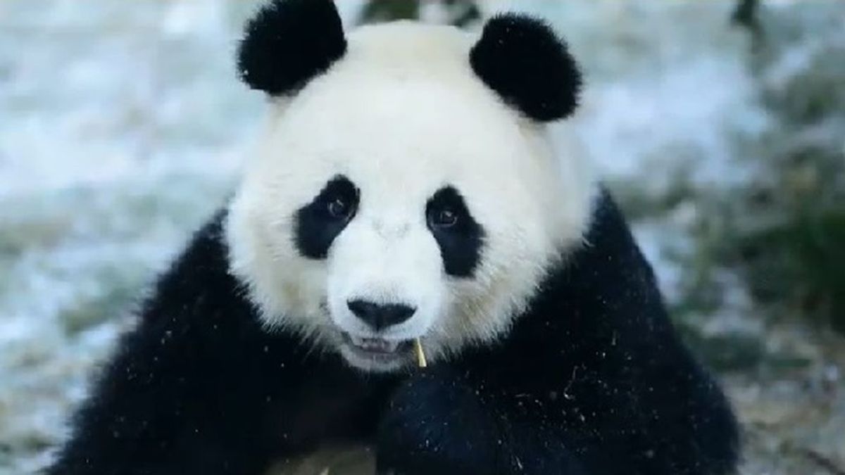 El invierno llega a China: dos osos pandas gigantes disfrutan de la nieve y el bambú