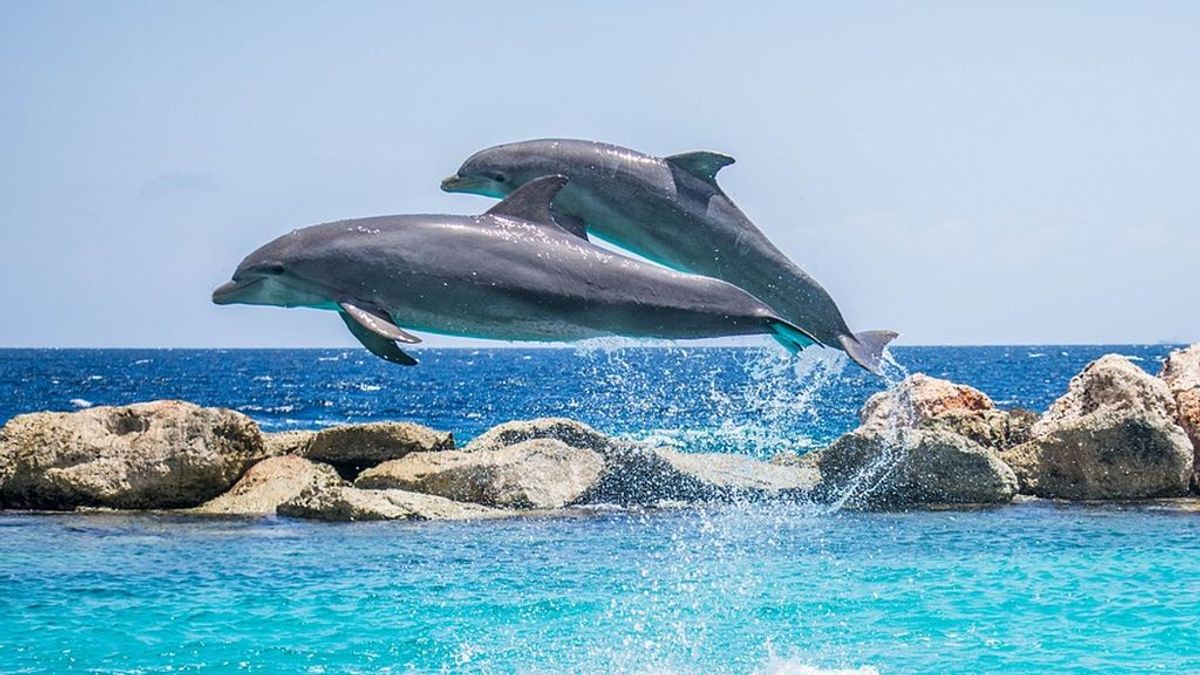 Una niña de 10 años está cerca de "morir" tras ser arrastrada por dos delfines durante una actividad