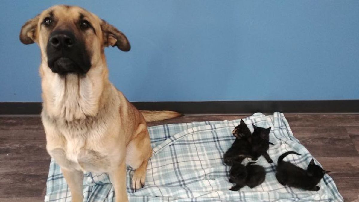 Una perra callejera salva a cinco gatitos recién nacidos de morir de frío, en Canadá