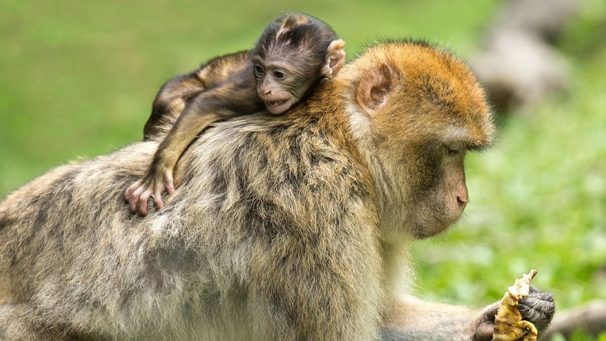 Se contagia con un virus raro al hacer experimentos con monos